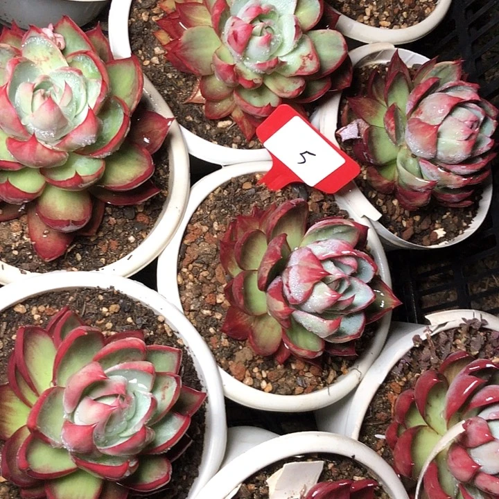 5/////////////////////