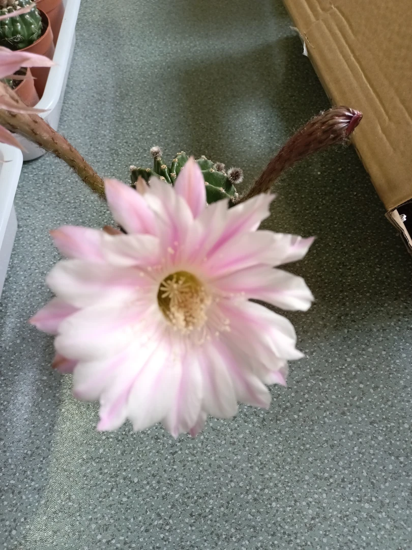 彩草 实生仙人球，球直径8-10厘米，大花系列，脱土裸根发货