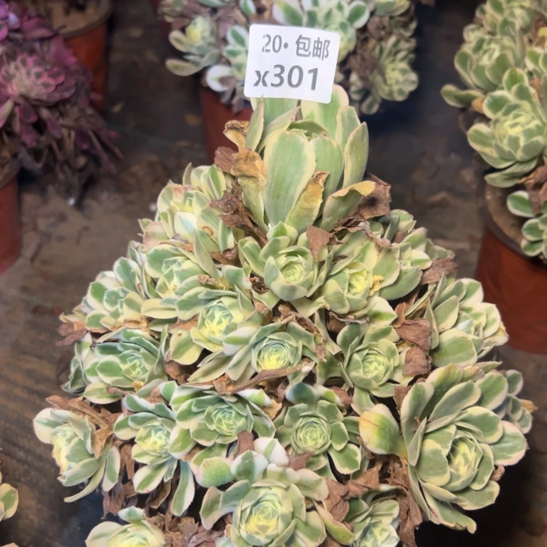 王***燕301迈巴赫，多肉法师