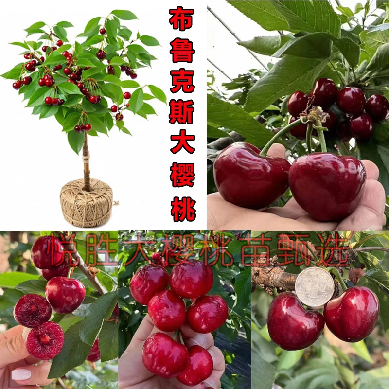 布鲁克斯大樱桃树苗南北方种植庭院果树耐寒盆栽地栽当年结果