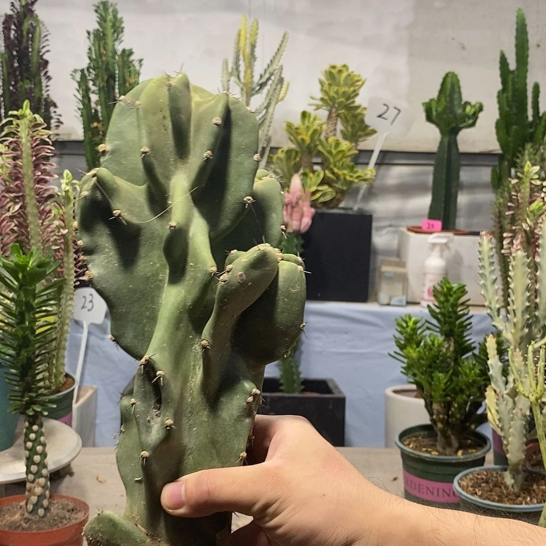 当前无花朵，栽培后可花朵大象腿一一拍