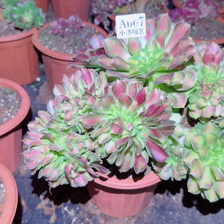 667韶华缀化多肉植物满28包邮