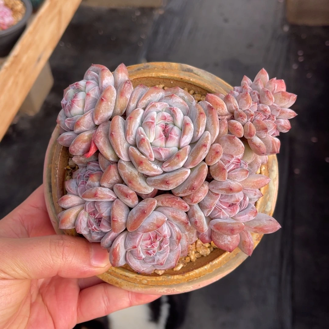 一物一拍不支持退换