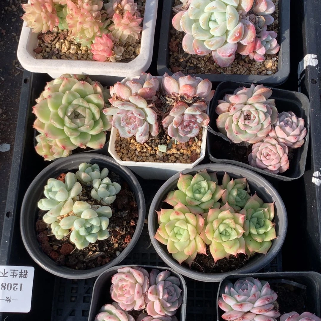 1308-16 套餐一组