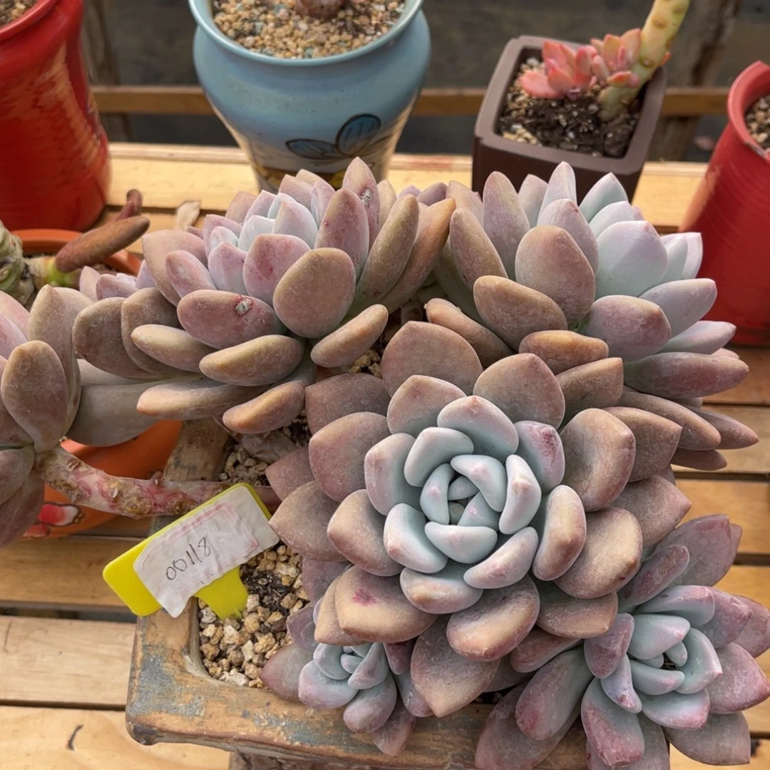 O*277237383838383838