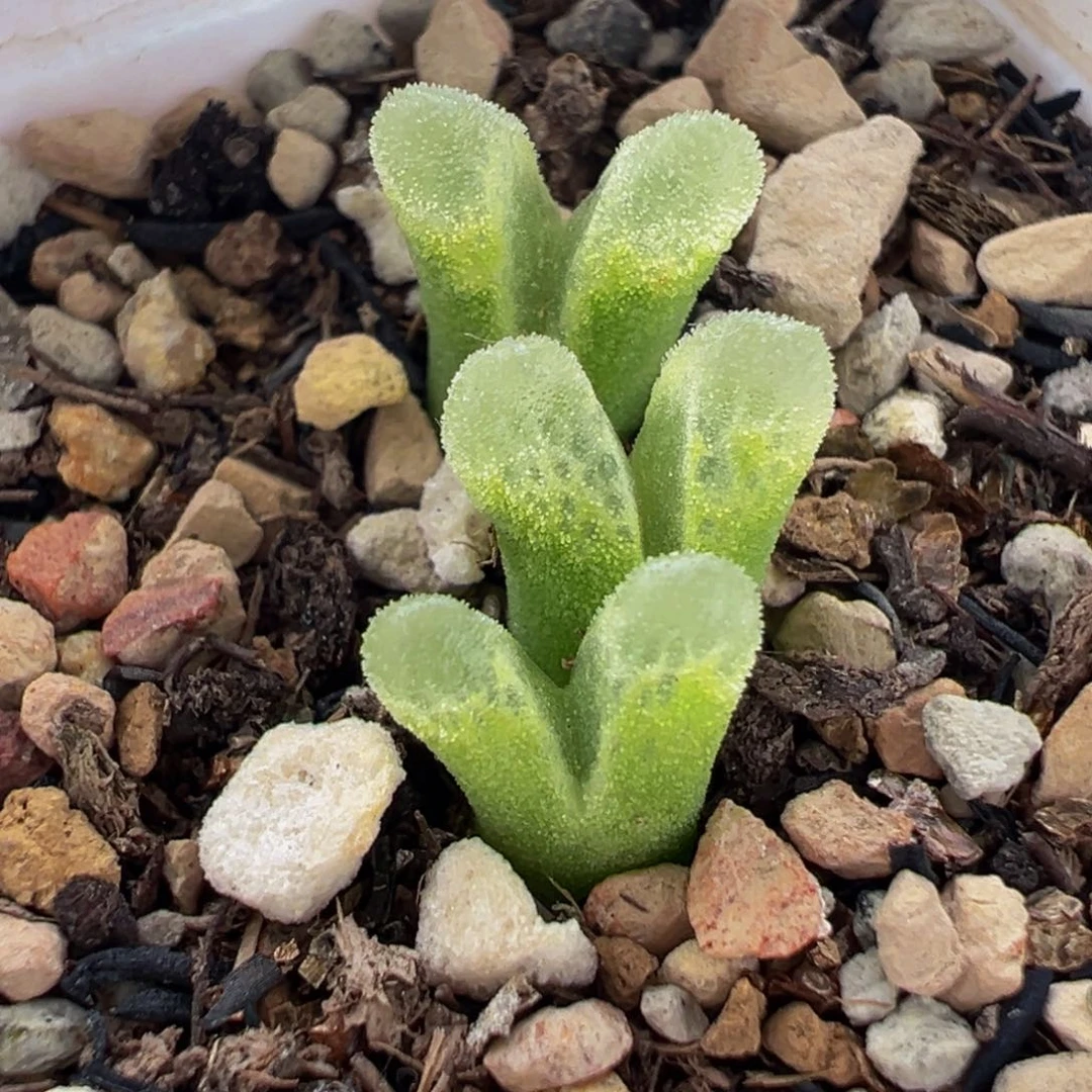 251多肉植物种类多样