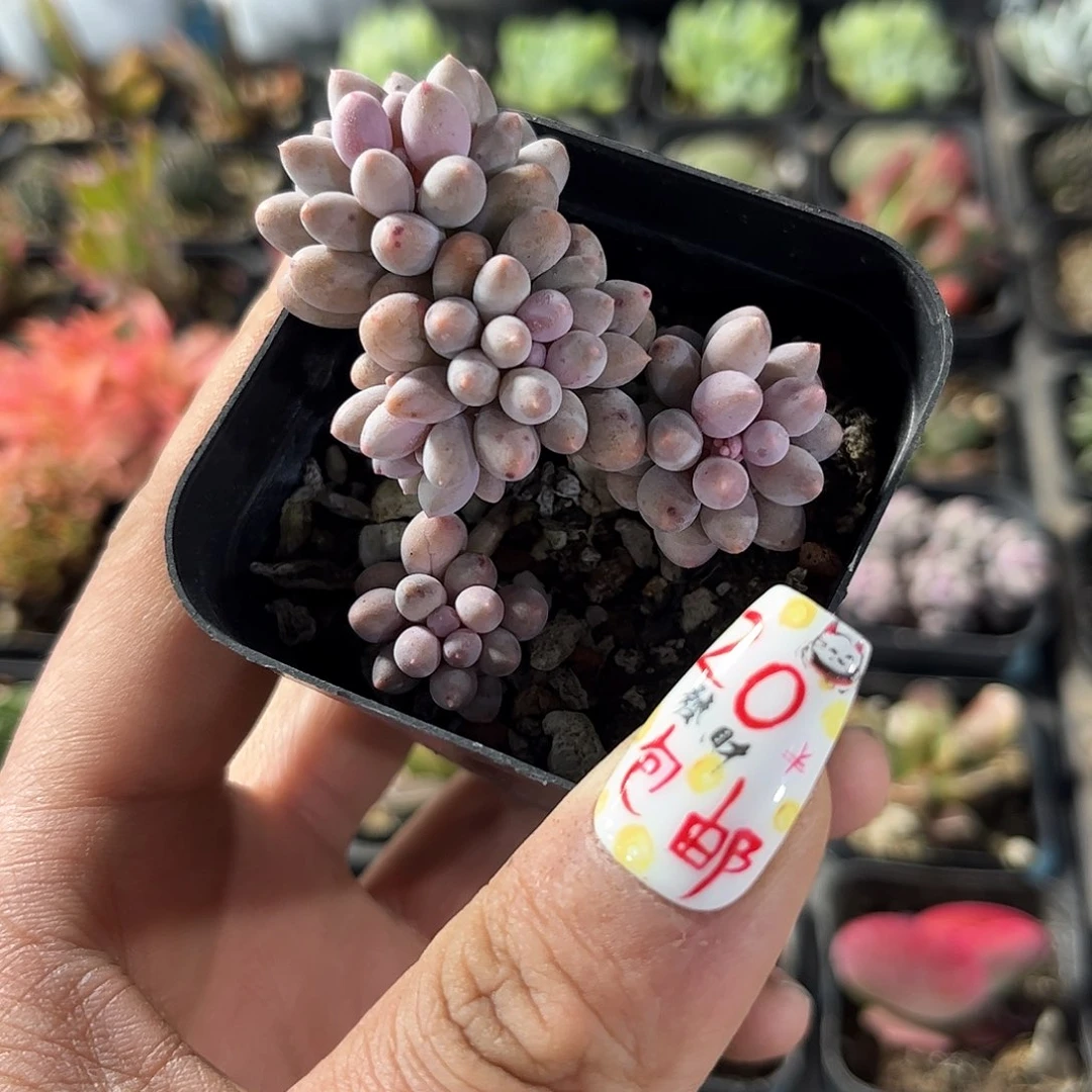 婴儿手指单头发货有根