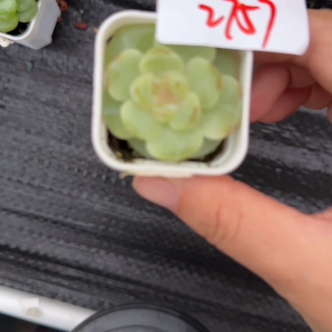 2757 一个满20包邮