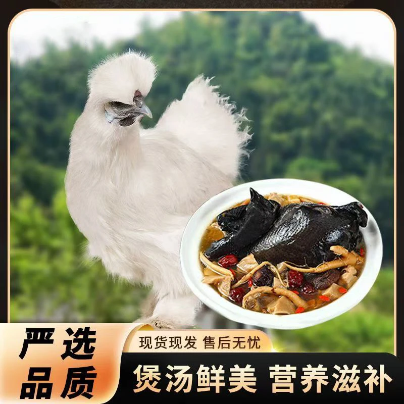 【买2只送1只】散养乌骨鸡现杀土鸡正宗乌鸡走地鸡新鲜鸡肉营养滋补