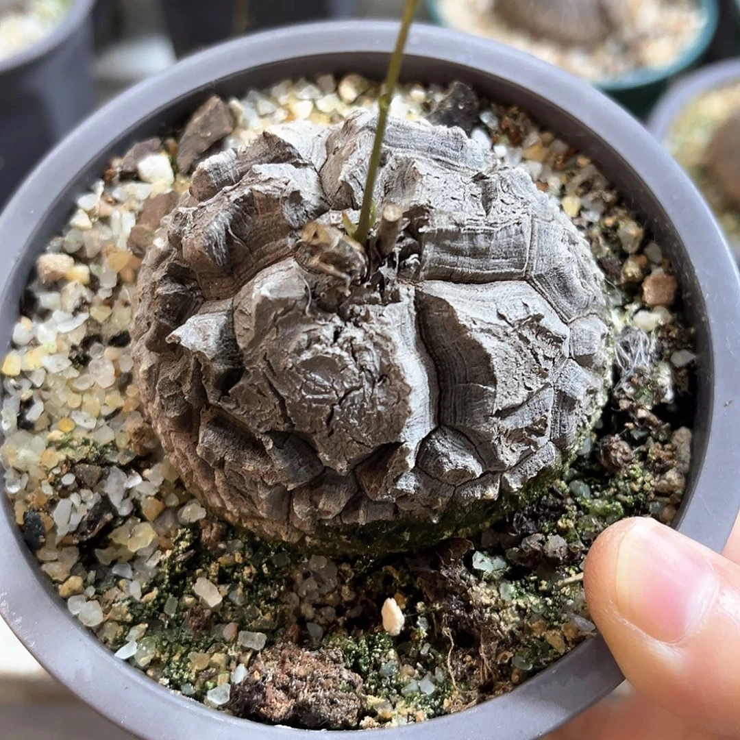 潮流植物深裂南非龟，