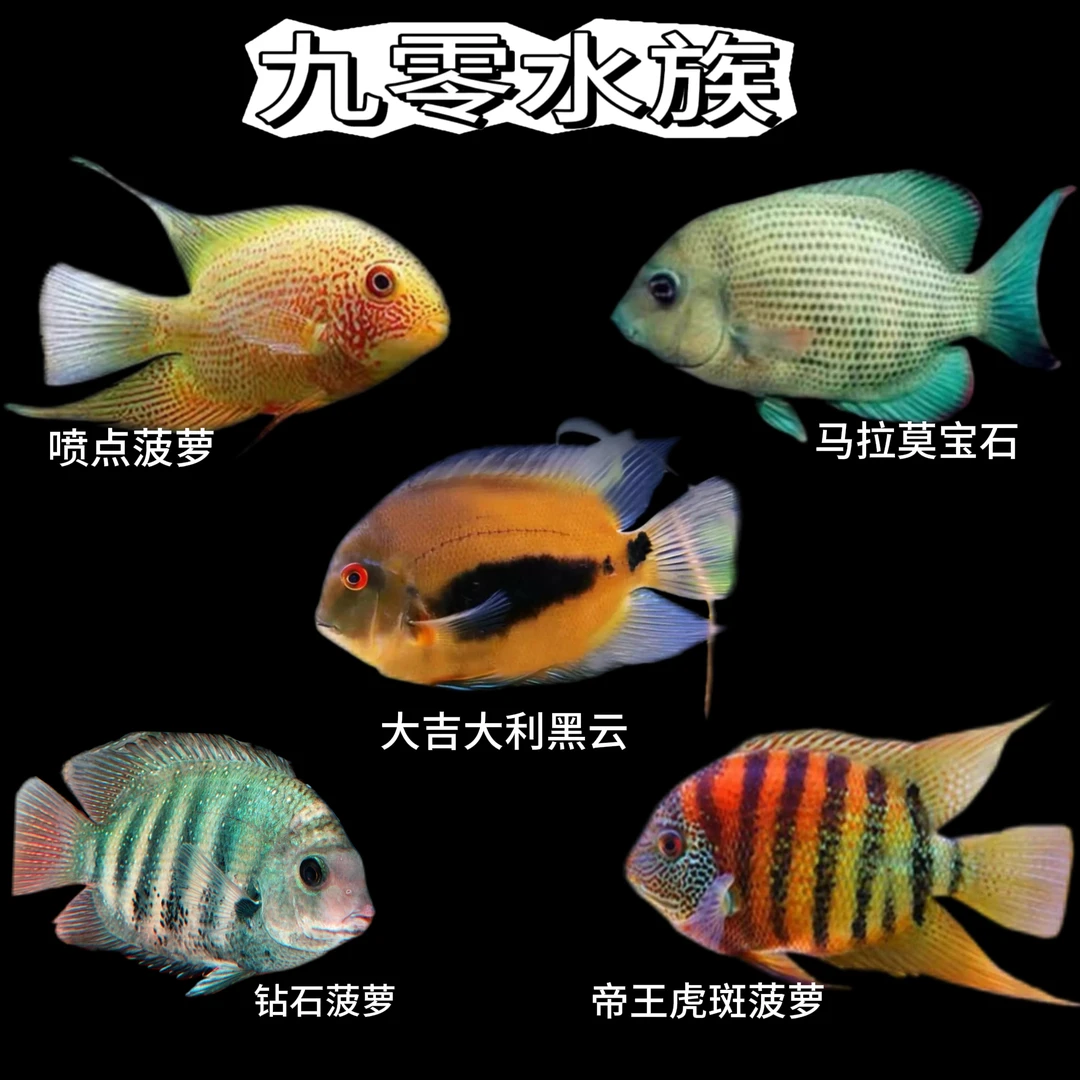 钻石菠萝鱼大吉大利黑云菠萝鱼热带淡水观赏鱼