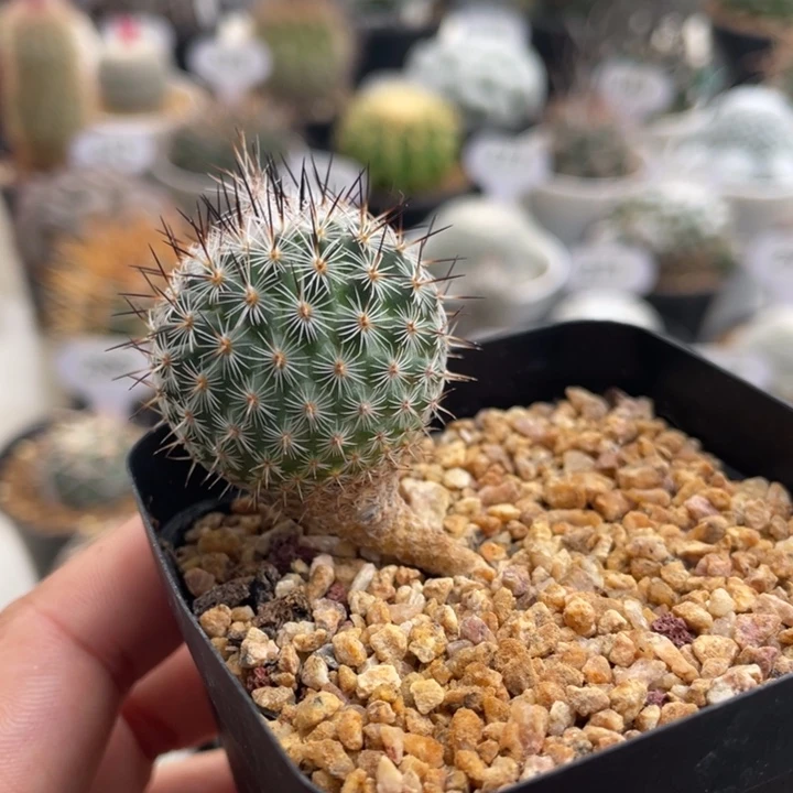 赤花美针玉        实生根