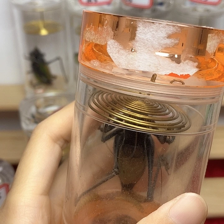 蟋蟀新脱一只峥嵘岁月