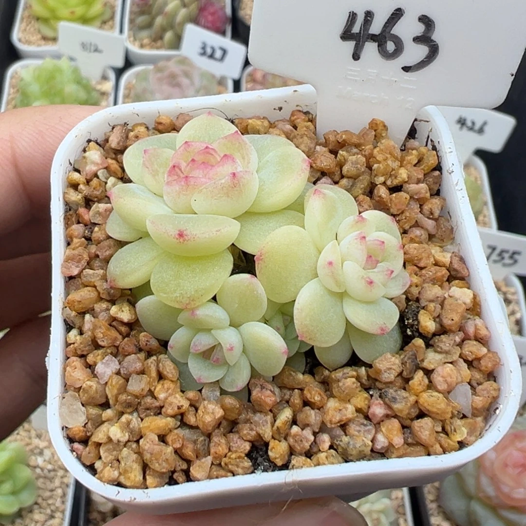 463号希米鹿4头 晗雨