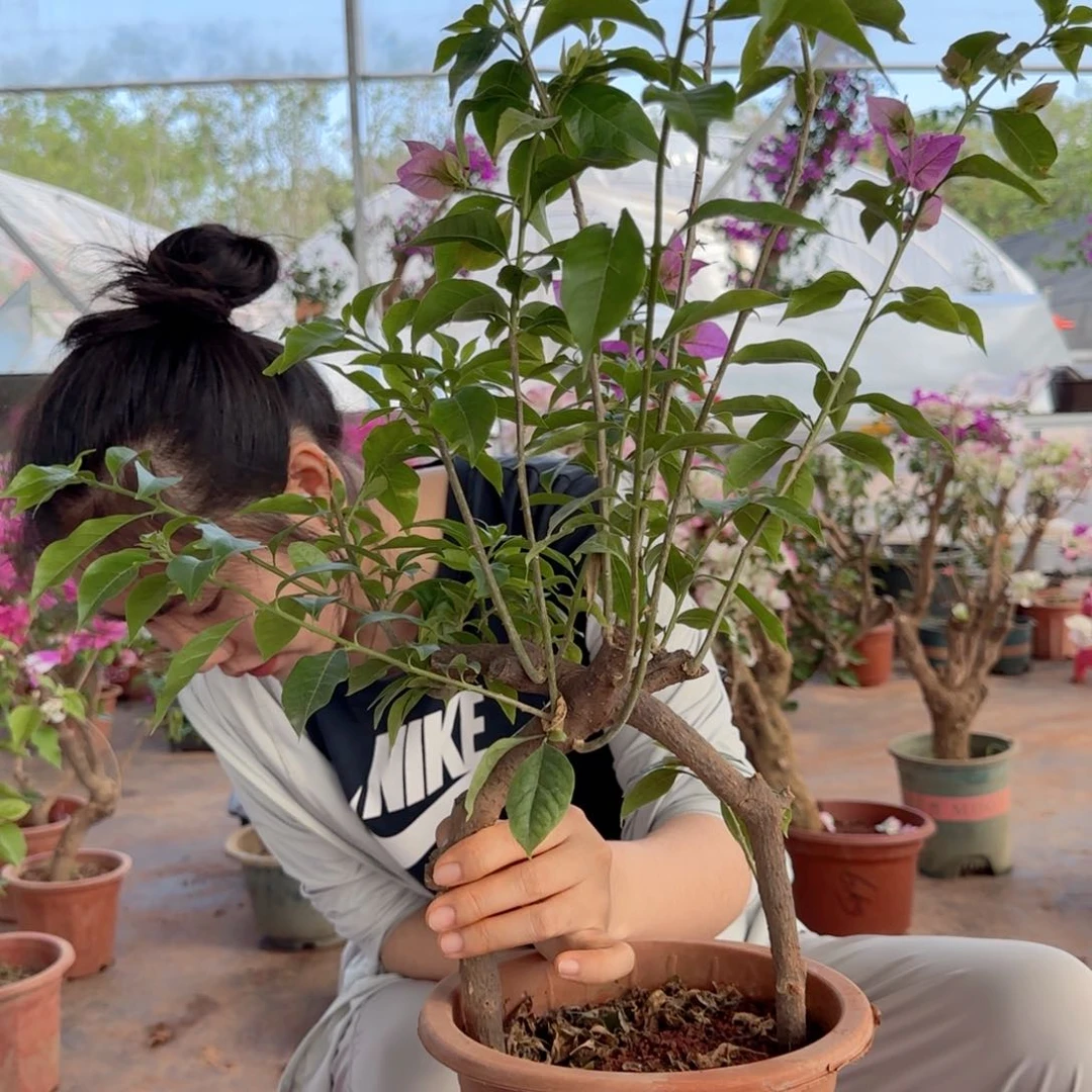 大部分花苞少量开放?**?