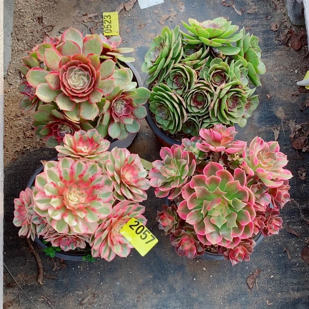 组合四颗多肉法师倾城2057多肉法师