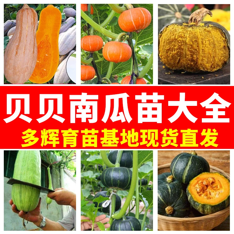 南瓜苗贝贝南瓜苗板栗南瓜苗盆栽地栽基地直发