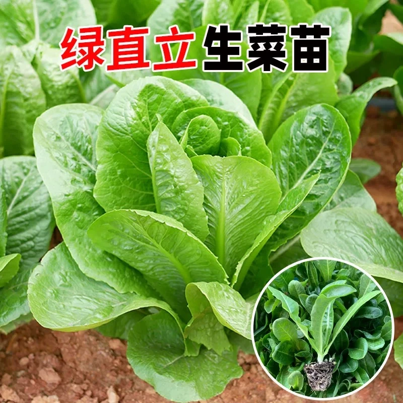 罗马直立生菜苗生菜秧苗秋季蔬菜苗阳台盆栽四季种植青菜苗
