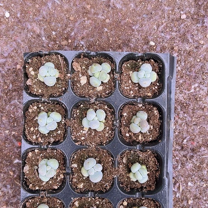 12颗一组超优选原始奶！！！