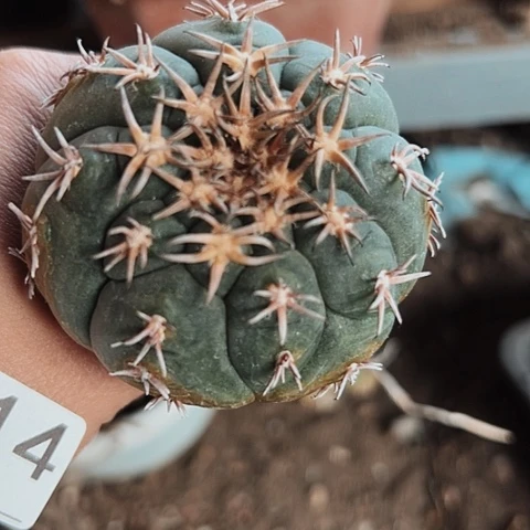 214仙人球的比赛将在