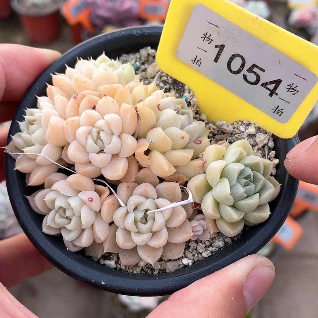 【闪购商品】1054号