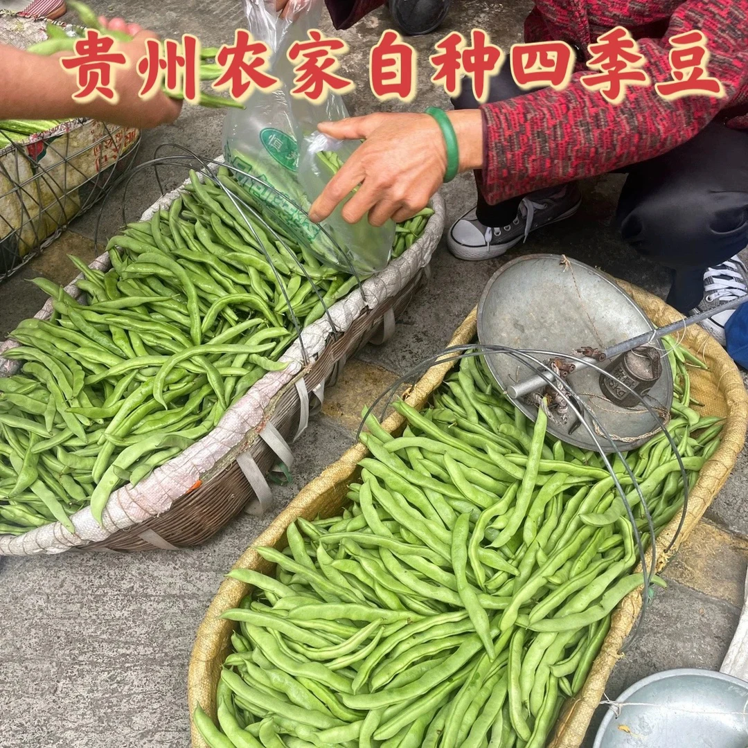贵州农家露天自种四季豆新鲜菜豆角芸扁豆无筋豆架豆刀豆龙豆青豆