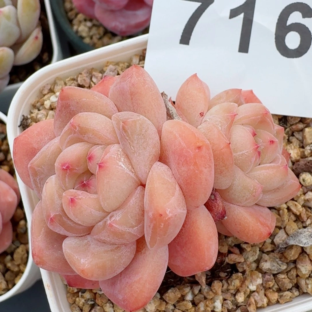 刚毅         精品多肉