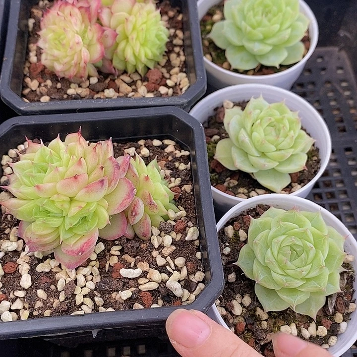 72 多肉植物盆栽花卉