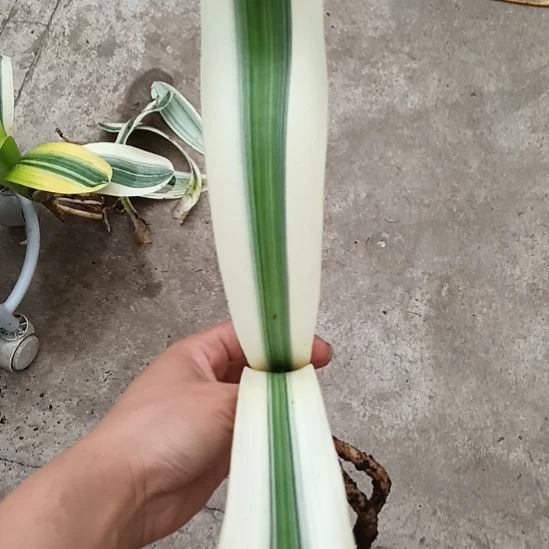 贵***无花朵特色花卉君子兰小苗君子兰