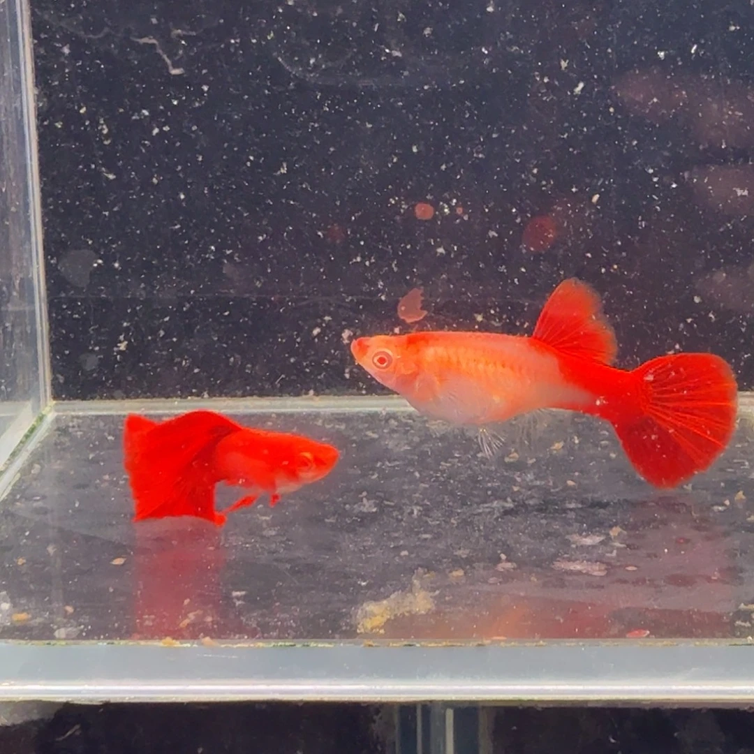 孔雀鱼大背血红1对