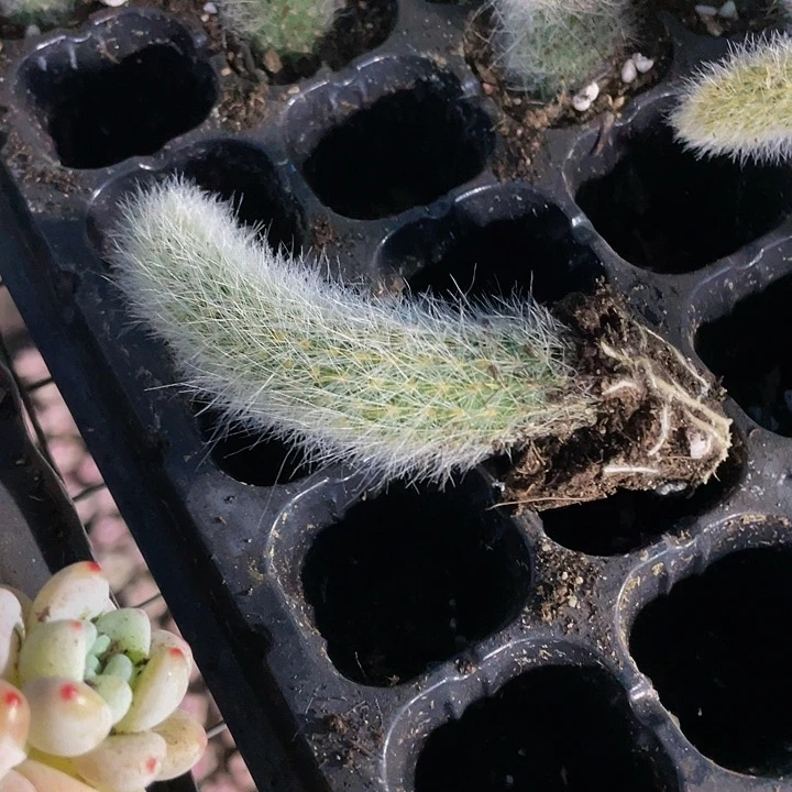 九尾狐1元带土发