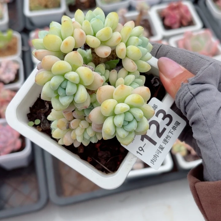 樱花罗琦无盆土发货多肉多