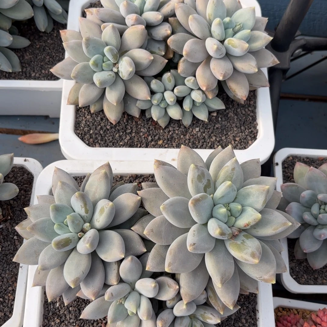 哥特萝莉一物一拍