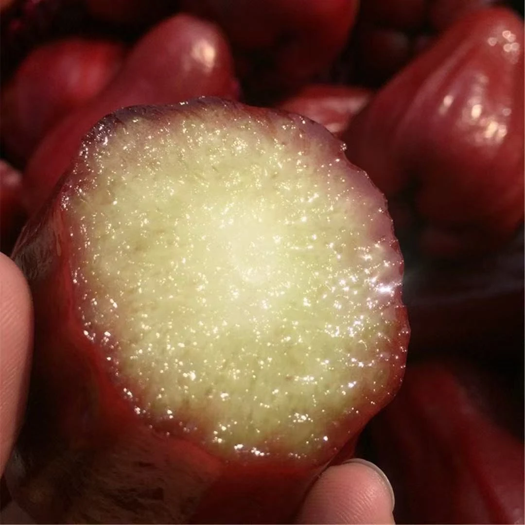 Z森叔源选 当季限定黑金刚莲雾2-3斤装清甜脆爽【顺丰包邮】