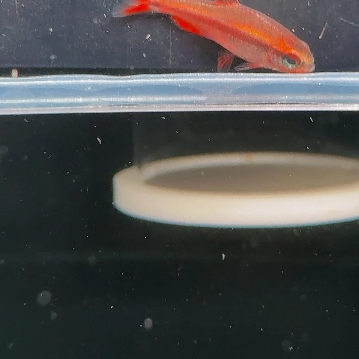 x***o灯科鱼左下缸2号大血魔2黑点1条2.5厘米左右