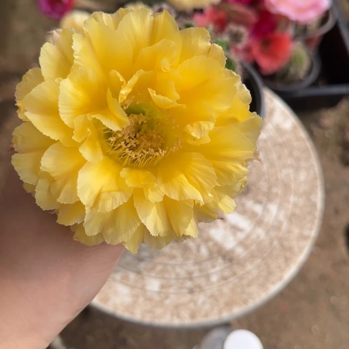 沿***你仙人球带根彩草155