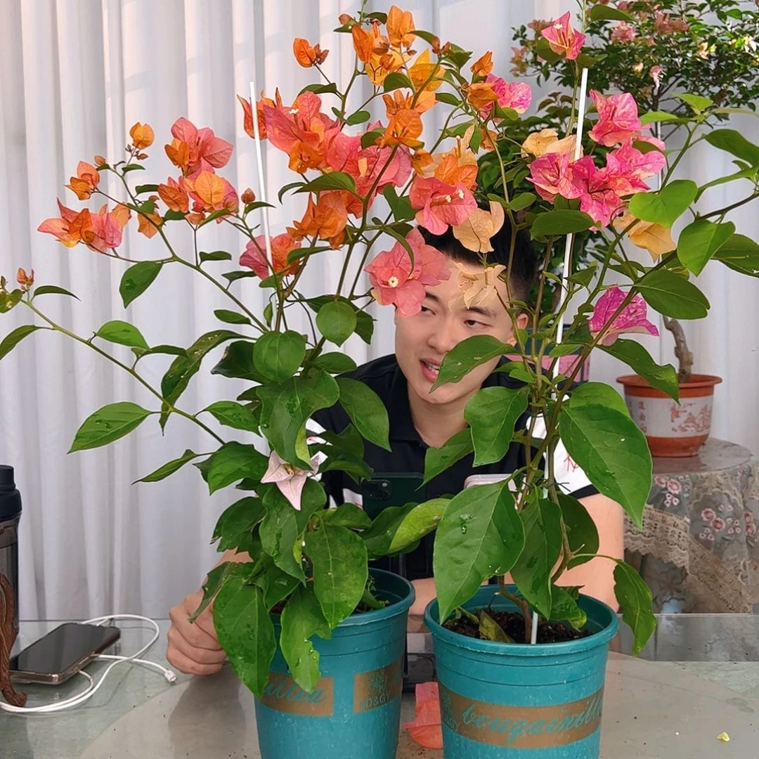当前无花栽培后可以开花阿达纳一颗
