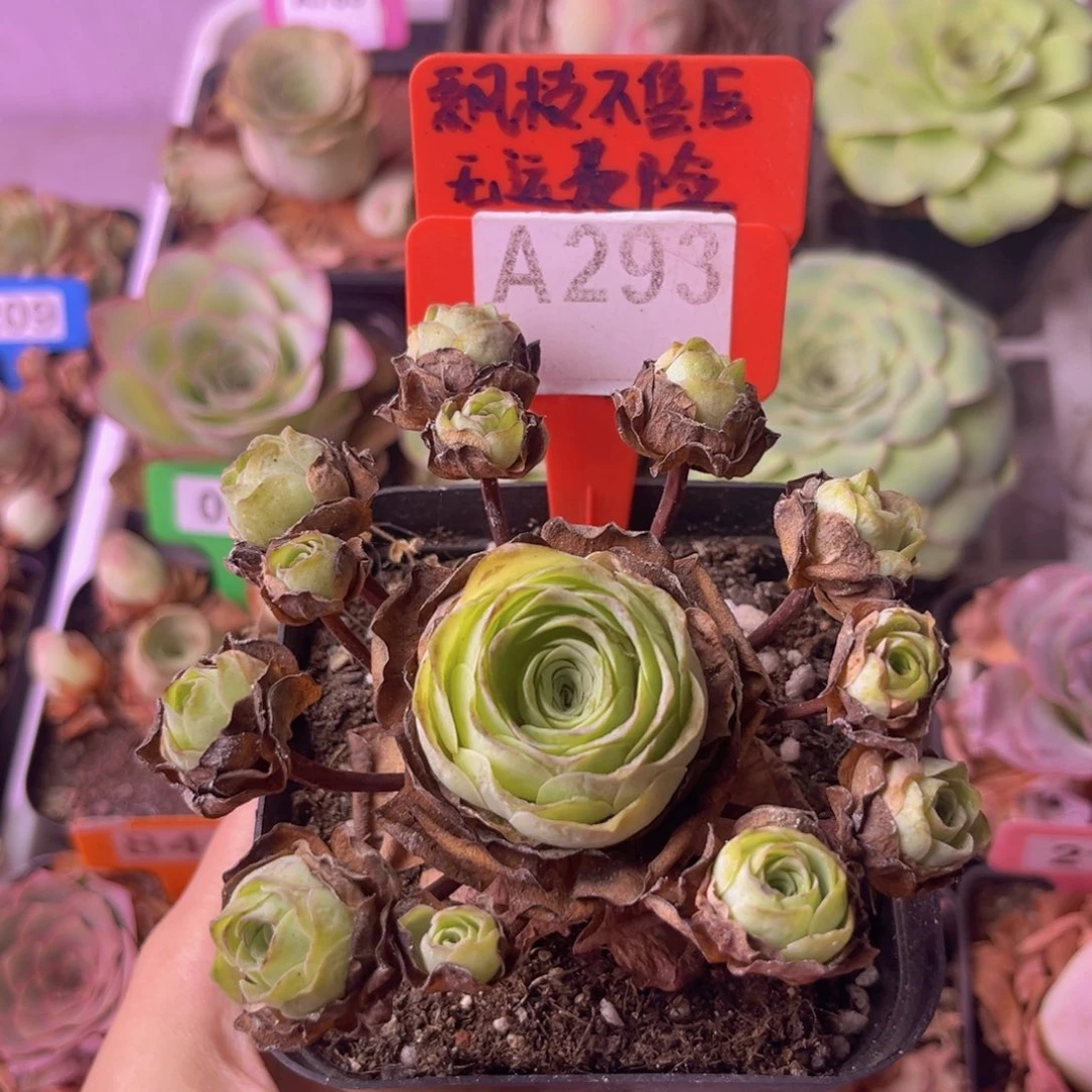 飘枝玫瑰一物一拍A293