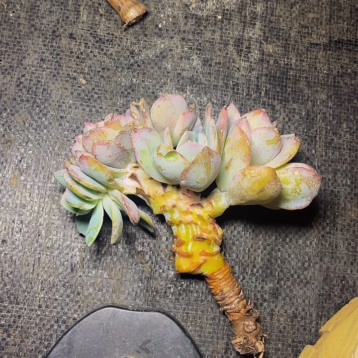 多肉植物白凤朵朵