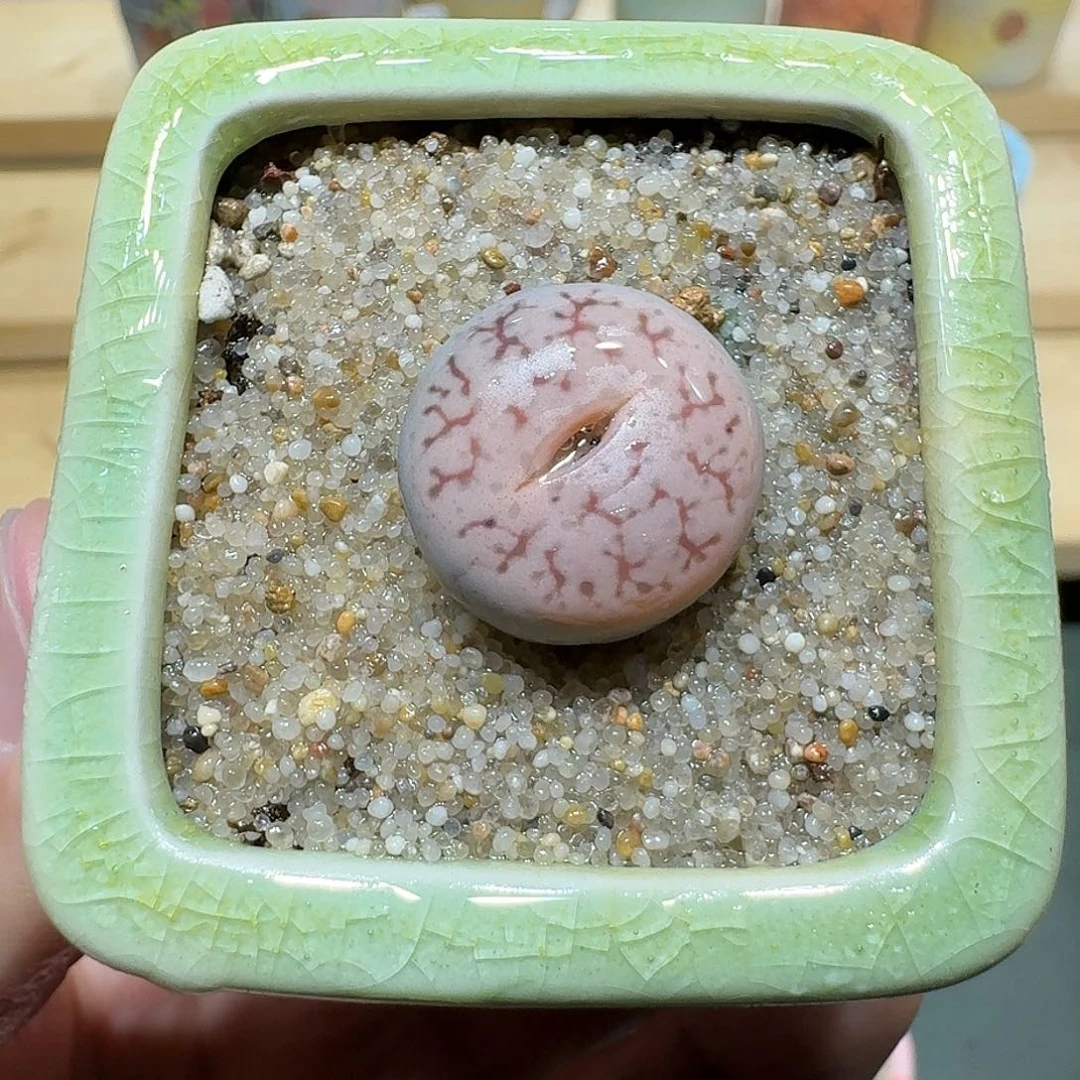 红陶蘑菇841一颗曲