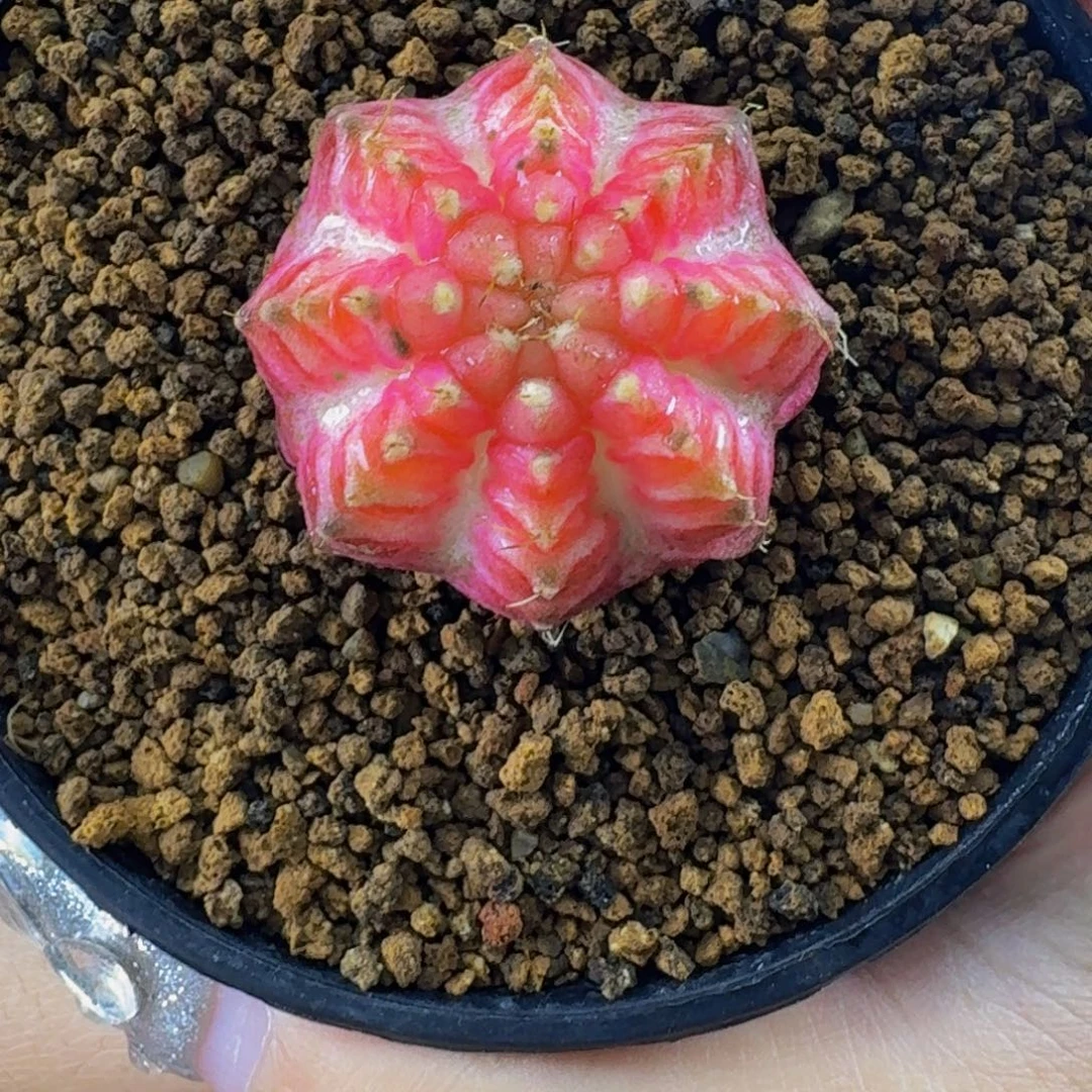 白皇室粉轮回0000000008