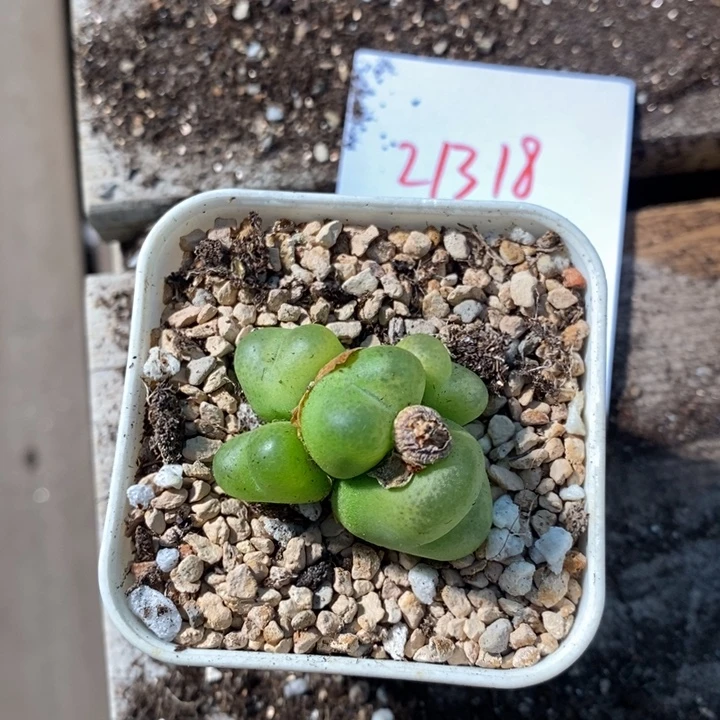 21318。   毛毛五头。