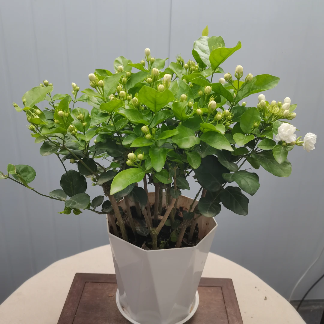 重瓣香水茉莉带花苞花卉盆栽四季开花耐热好养活可驱蚊
