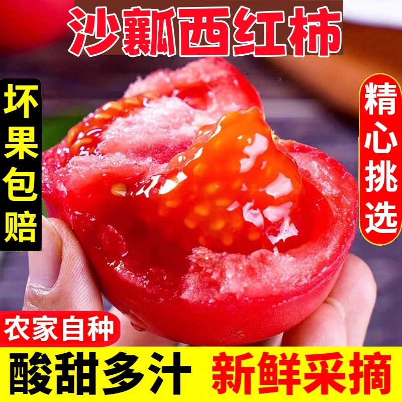 正宗海阳4.5斤普罗旺斯西红柿粉面生吃沙瓤番茄自然熟碱地番茄