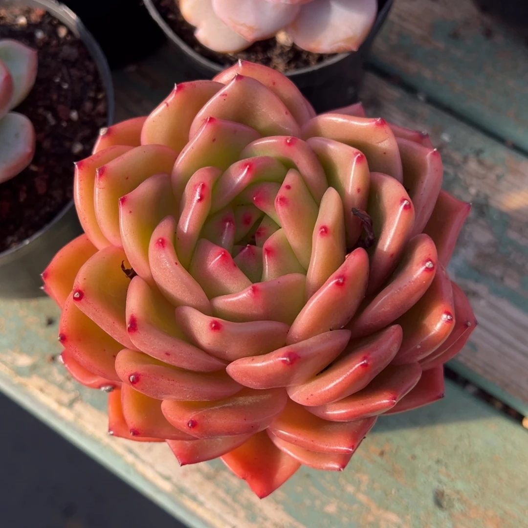 红酒东云多肉植物