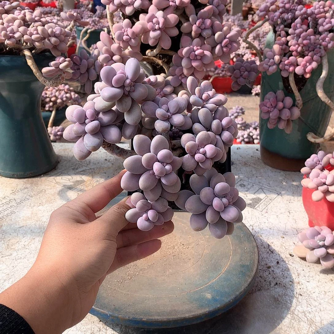 1开播福利，桃蛋一颗有断头