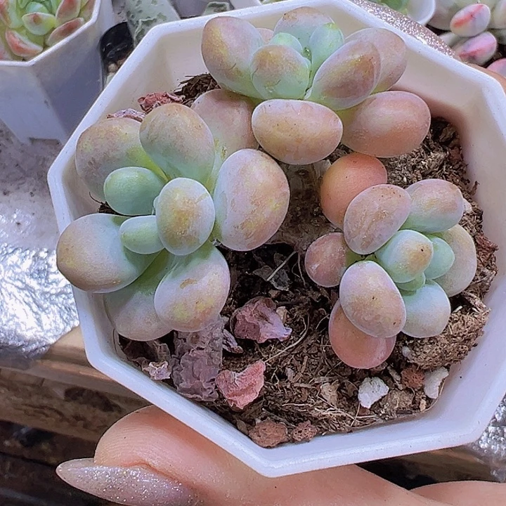 鱼子酱19包邮多肉植物