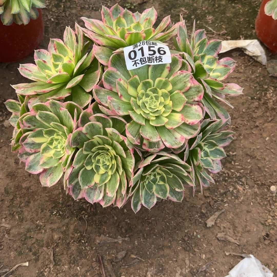 N. 156海王多肉122333