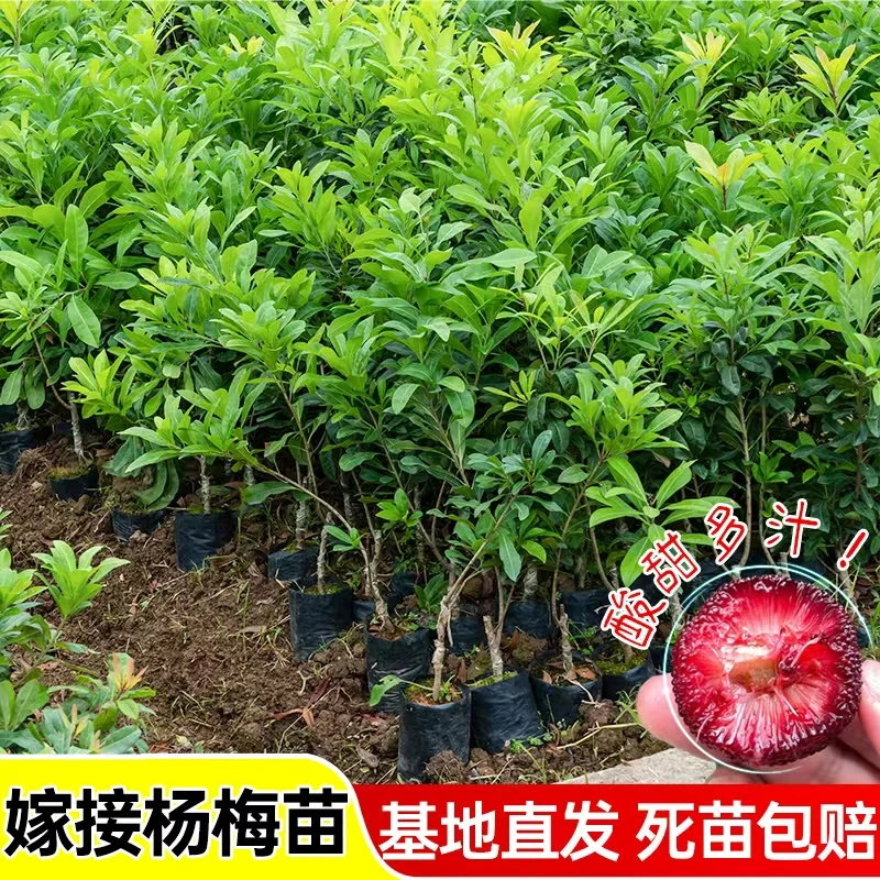东魁黑炭杨梅树苗嫁接果苗带土南北种植地栽正宗黑炭果树当年结果