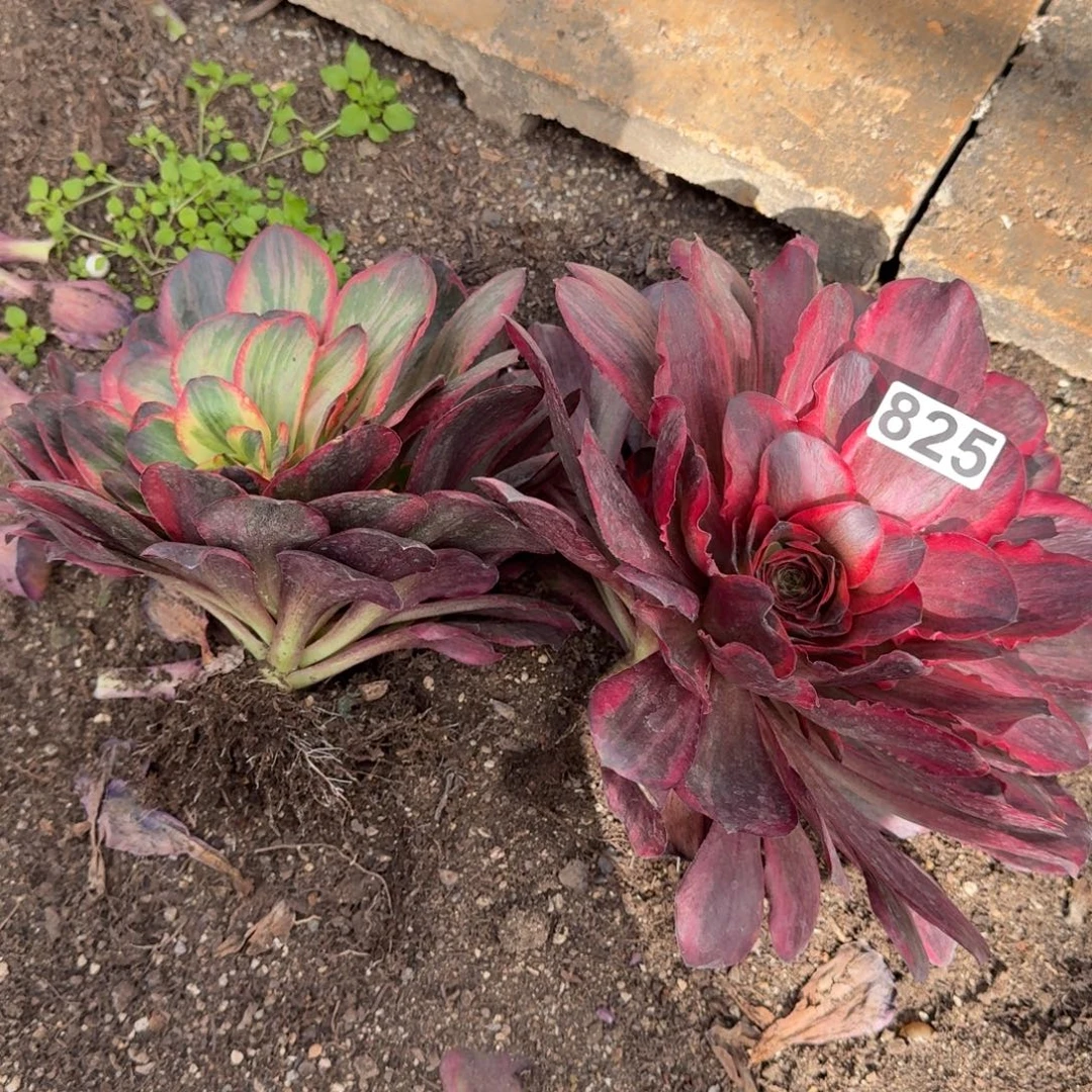 825多肉植物魅金玫瑰头歪杆子根部有伤